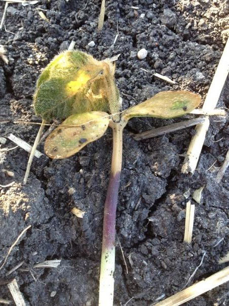 Note water-soaked appearance of cotyledons as the result of frost injury.