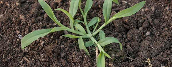 crabgrass growing in soil