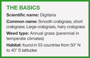 crabgrass scientific name digitaria