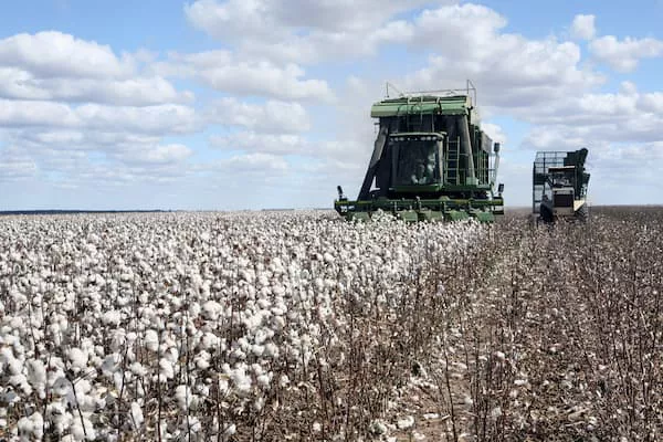 Imagem mostra plantação de algodão.