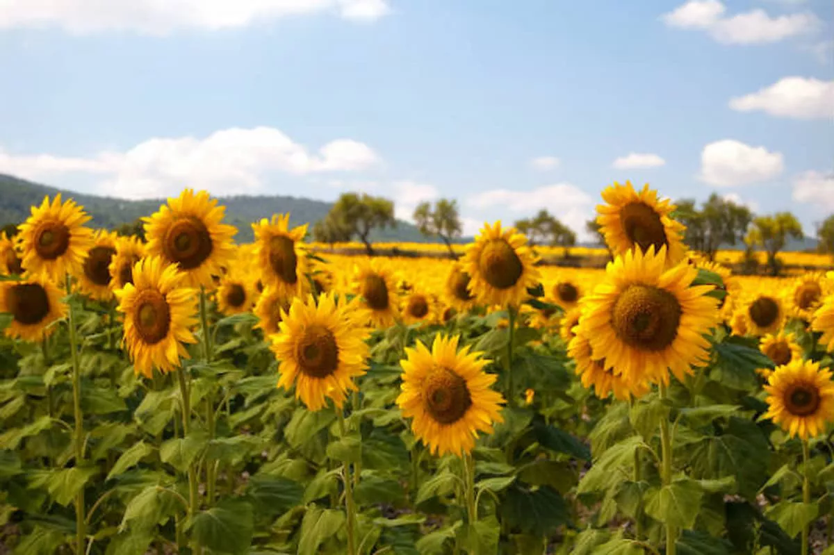 Óleo bruto de girassol e producao de biodiesel.