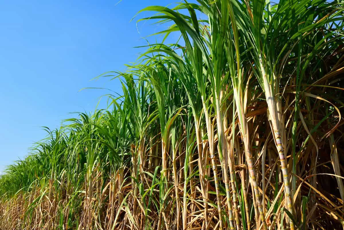Plantação de cana-de-açúcar.
