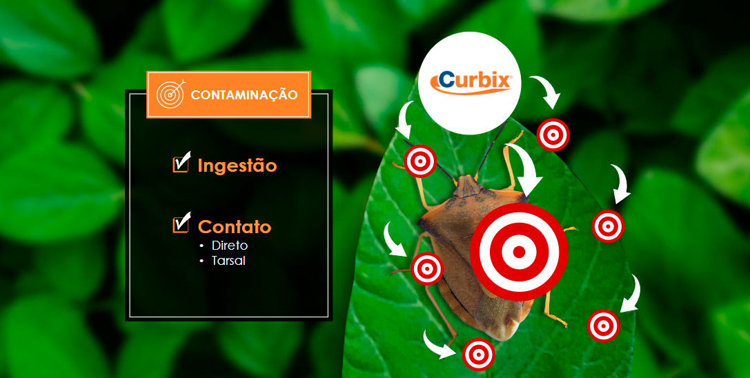 Como Curbix funciona?