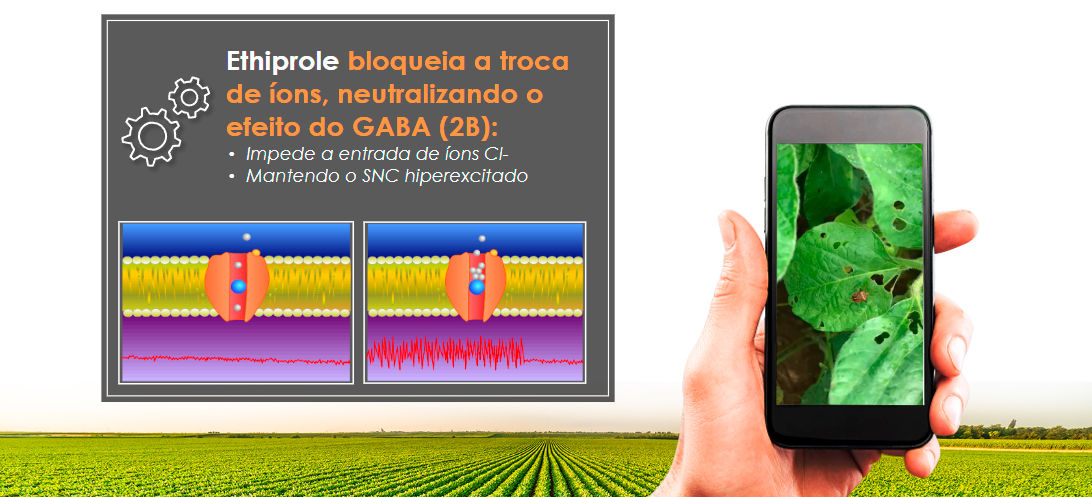 Um novo mecanismo de ação