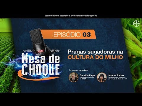 Episódio 3: Pragas sugadoras na cultura do milho.