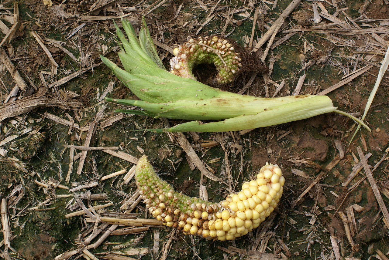 Curved corn ears with damage from stink bugs