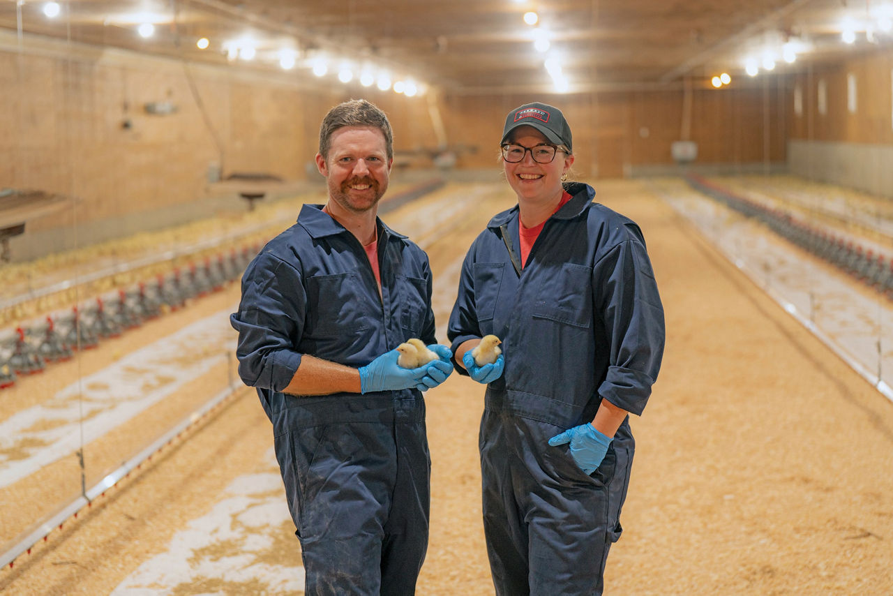 Two people in blue coveralls and gloves holding small chicks inside a large poultry barn with rows of feeding equipment. 