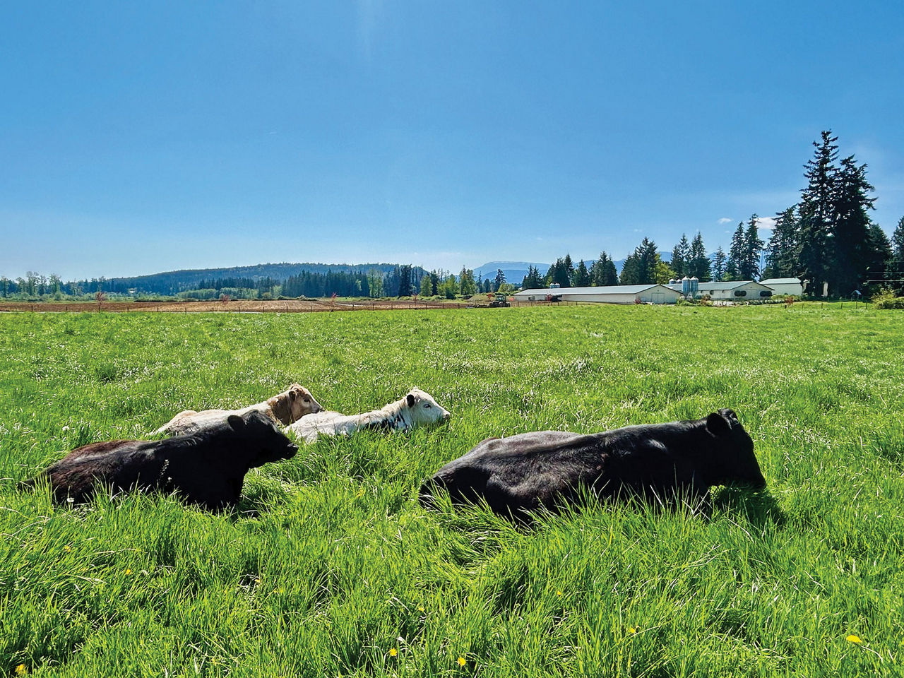 Four cows lying in a green pasture on a sunny day with farm buildings and trees in the background