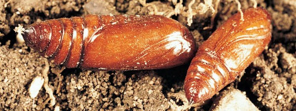 Black Cutworms Pose Threat to Corn Crop Science US