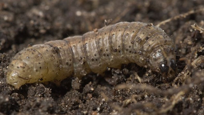 Cutworms are a sporadic pest affecting all field crops.