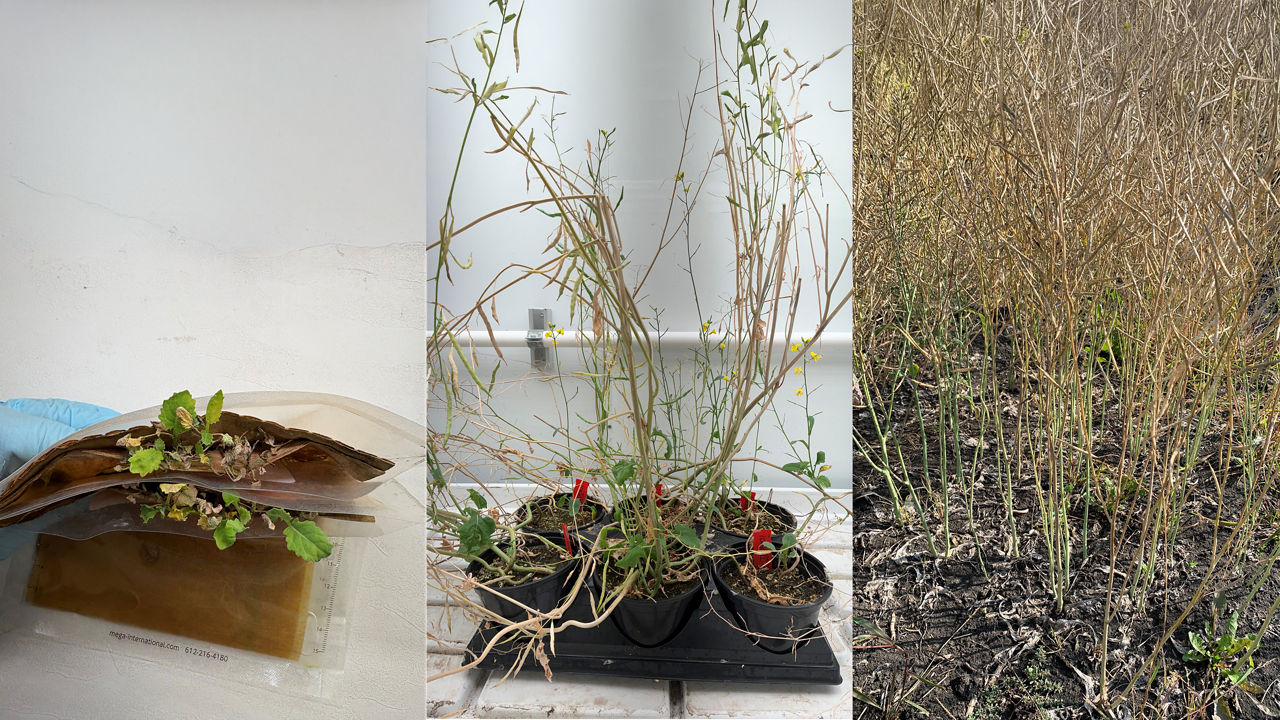 Three side-by-side images illustrating stages of Verticillium stripe evaluation in canola. On the left, a hand holds a canola seedling grown in a transparent pouch, showing roots and early growth under controlled conditions. In the center, mature canola plants in pots display thin, elongated stems with sparse leaves and signs of decline in a controlled-environment setting. On the right, a field plot shows numerous dry, brown canola stems standing upright with minimal foliage, indicating advanced disease impact.