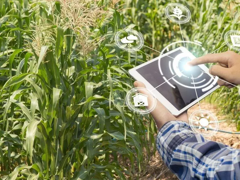 Agricultor acessa o tablet no meio da lavoura para registrar dados sobre o desenvolvimento da soja