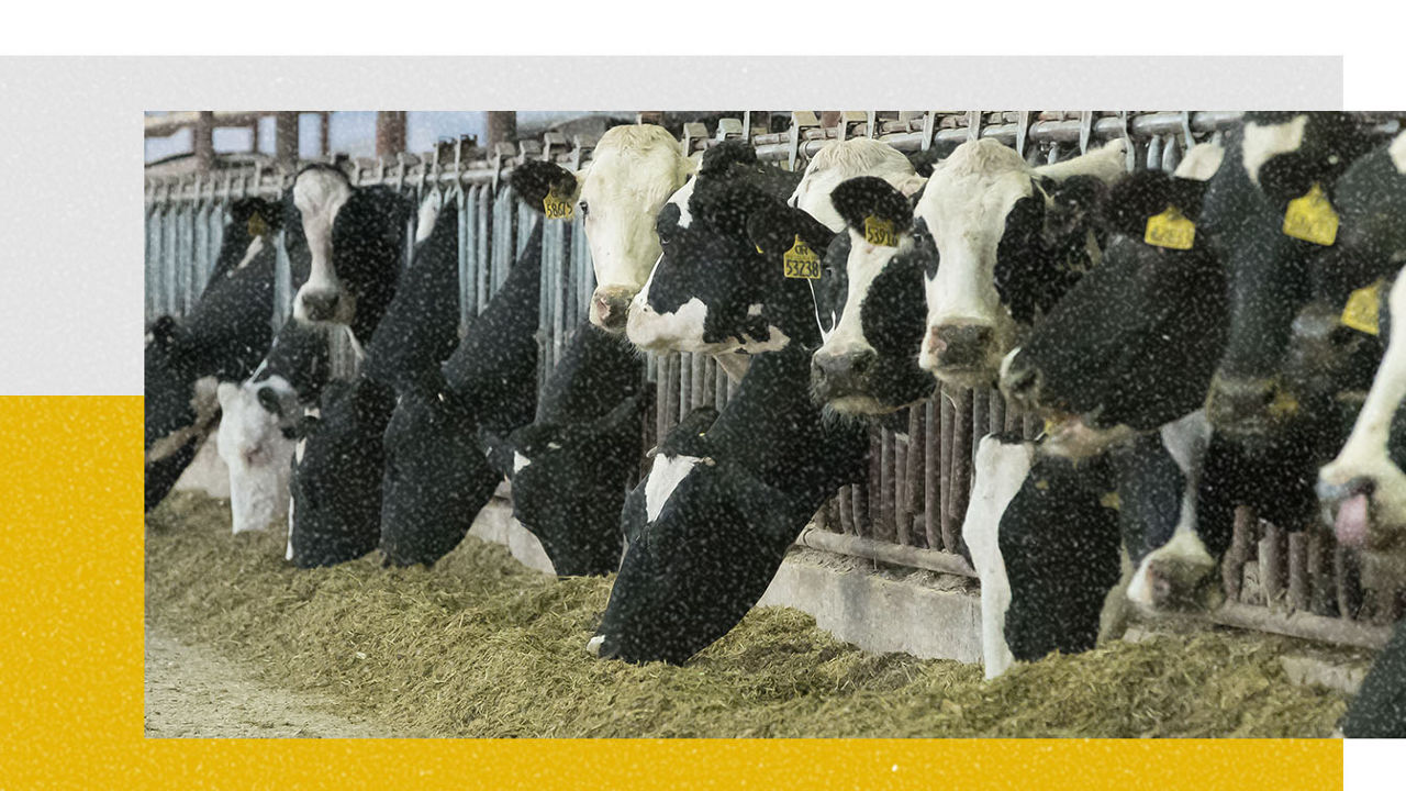 Dairy cows eating silage for Dekalb 2024 Silage Guide