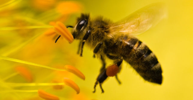 Bee_approaching%20stamina_.jpg