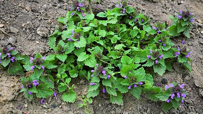 Commonly referred to as deadnettle, because it looks a bit like stinging nettles but doesn’t have the sting, deadnettle is also known as henbit or stingless nettle.