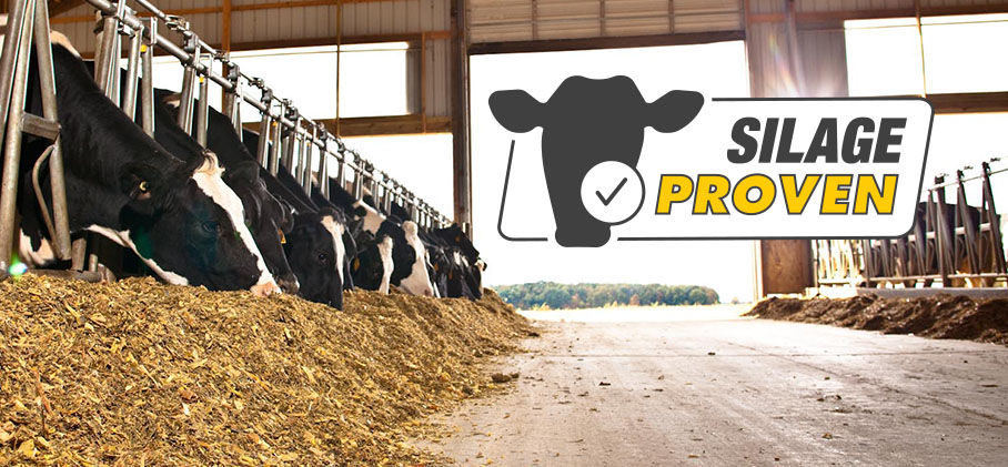 Cows feeding on silage in a barn