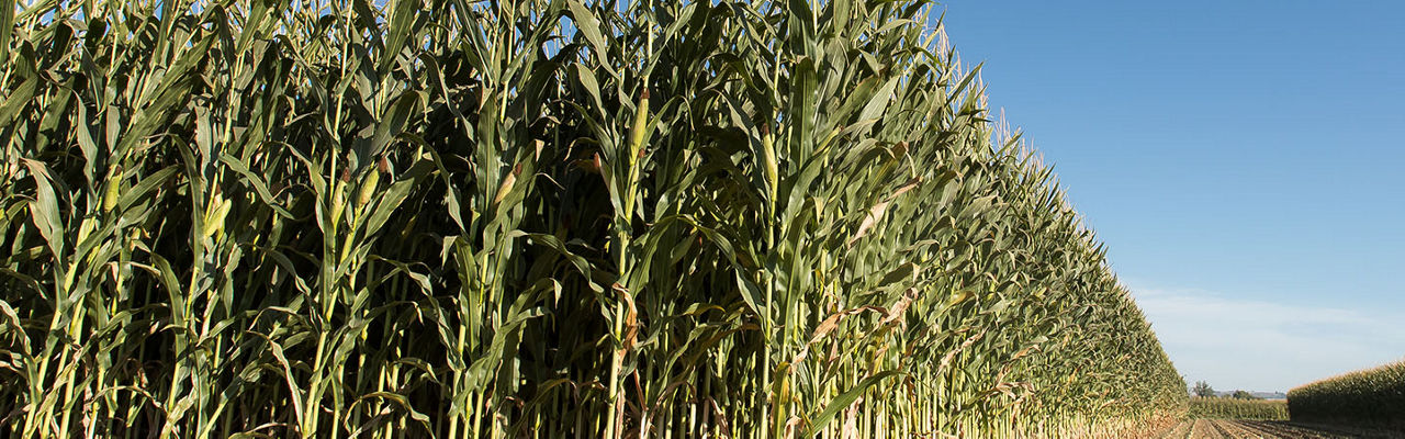 Ground-up, close-up view of tall green corn stalks under a clear blue sky 
