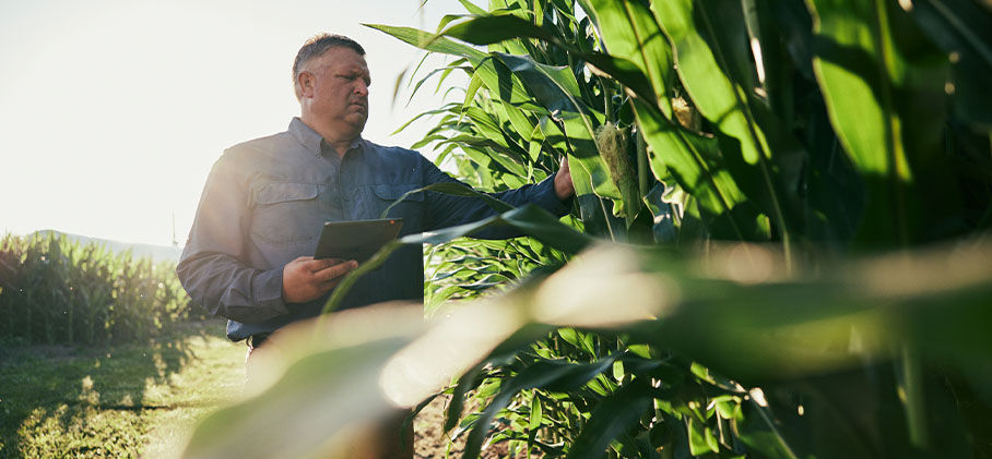 Farmer inspecting corn plants in a field while holding a tablet 