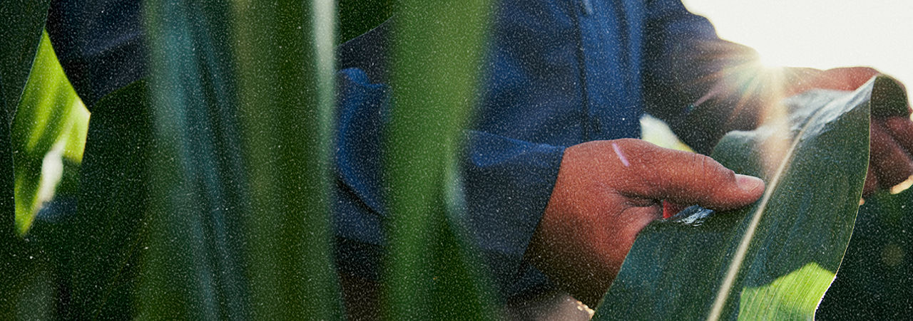 A grainy photo of a person’s hand holding a corn stalk leaf
