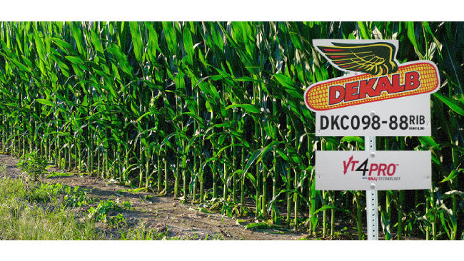 A green field of corn with a DEKALB DKC098 and VT4PRO sign on the right
