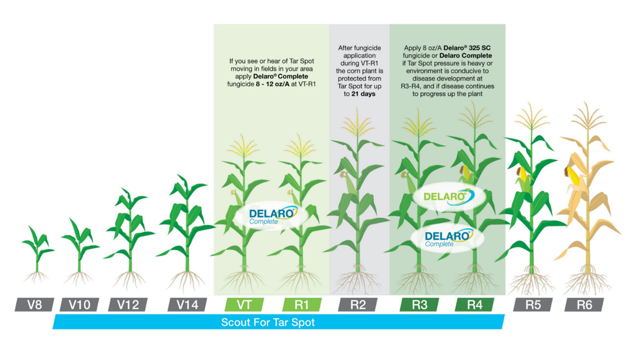 Infographic showing optimal corn spray timing for Delaro Complete’s fungicide application to manage disease