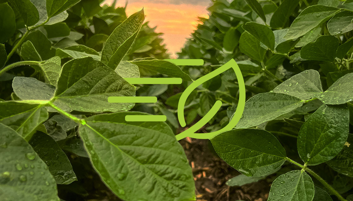 Close-up of soybean field with performance icon symbolizing consistent results 