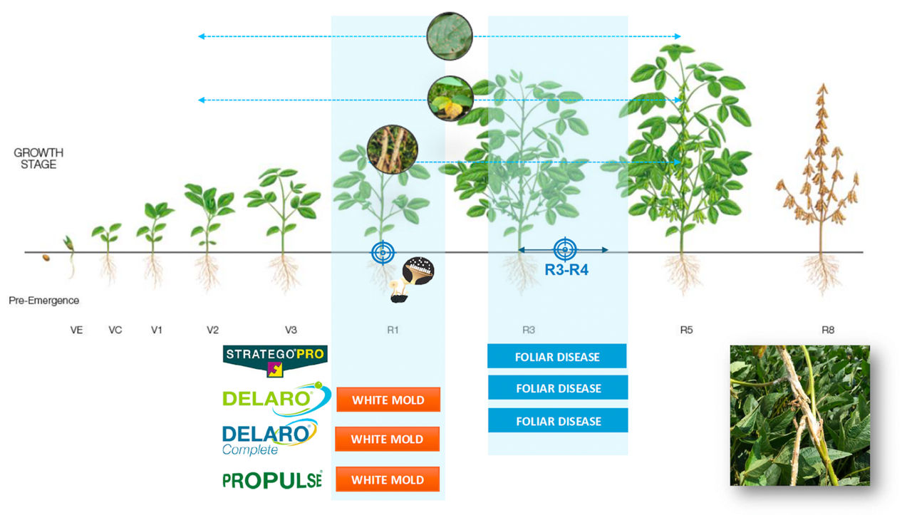 Infographic illustrating recommended soybean spray timing stages for Delaro Complete fungicide use