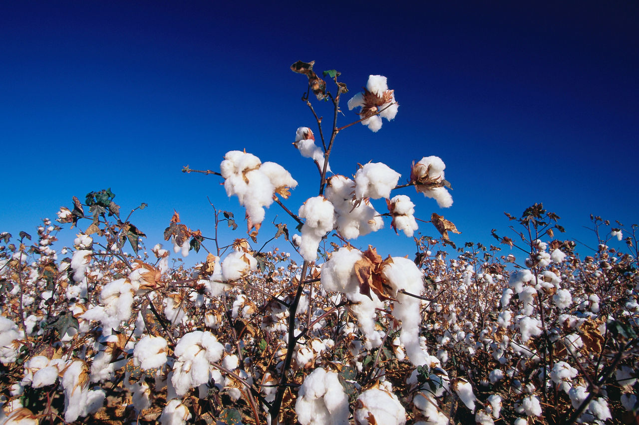 , Tucson, Arizona, USA --- Cotton Field --- Image by © Joseph Sohm/Visions of America/Corbis