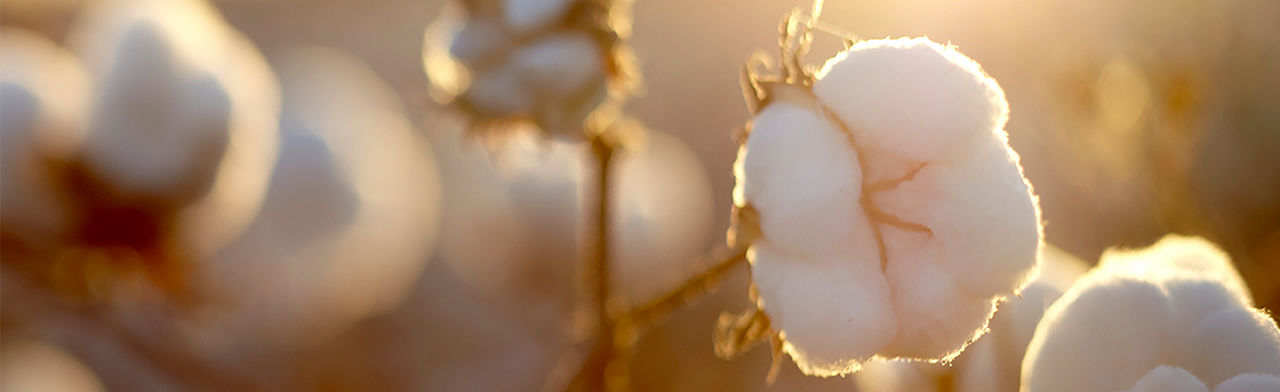 Close up of a cotton plant for Deltapine seed financing