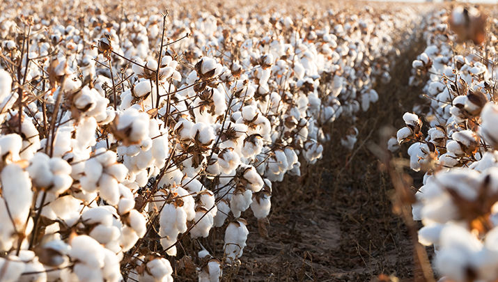 A close-up view of a cotton field with rows of fully matured cotton plants, white fibers bursting from brown pods under natural daylight.