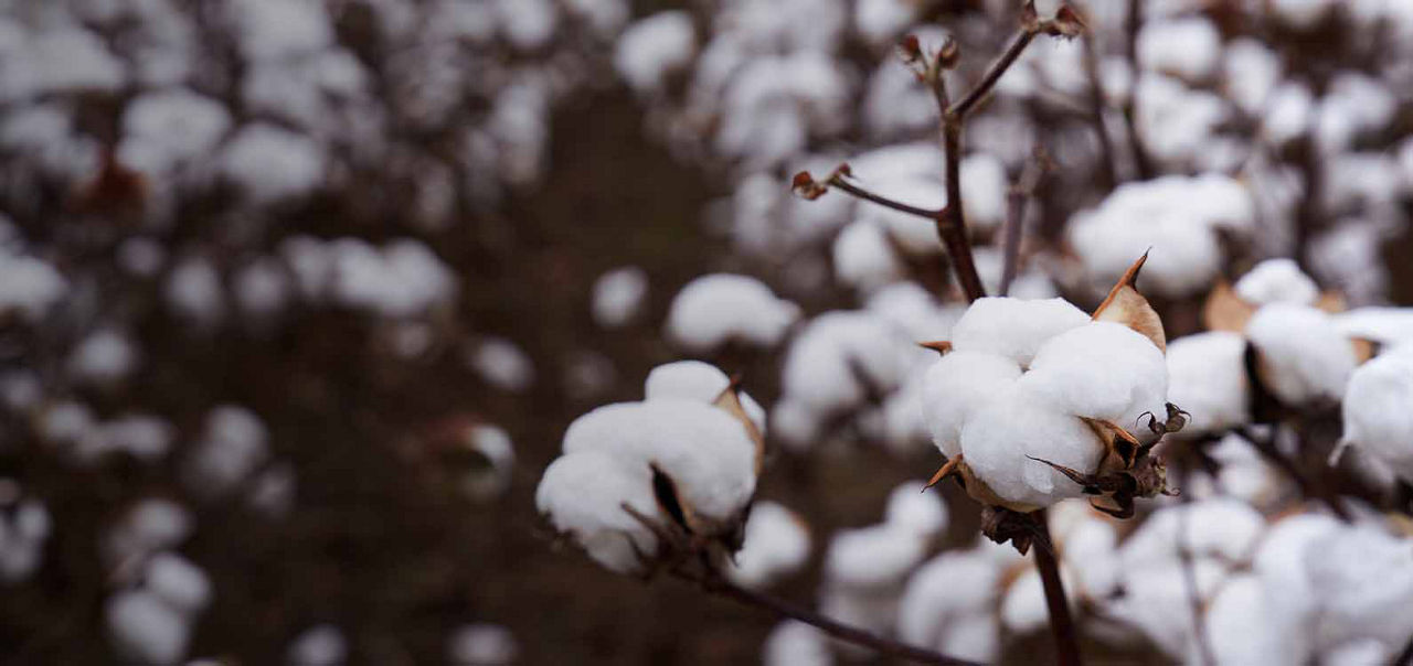 Close-up of cotton plants with fluffy white cotton bolls ready for harvest in a field during late season.