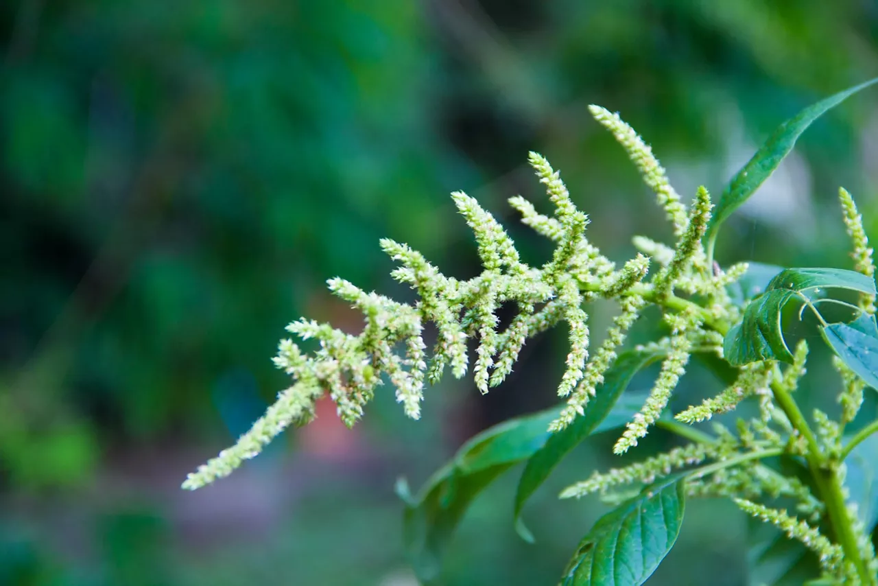 detalhe de caruru - Amaranthus