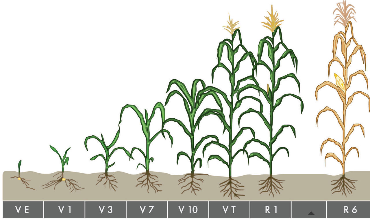 Corn Labeled Parts Of Plant