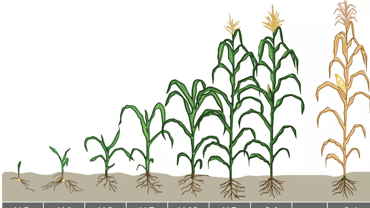 Determining Corn Growth Stages