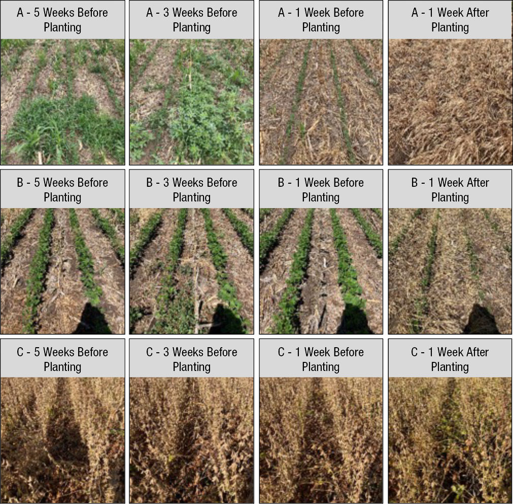 Determining the Ideal Cover Crop Termination Timing for Soybean Crop