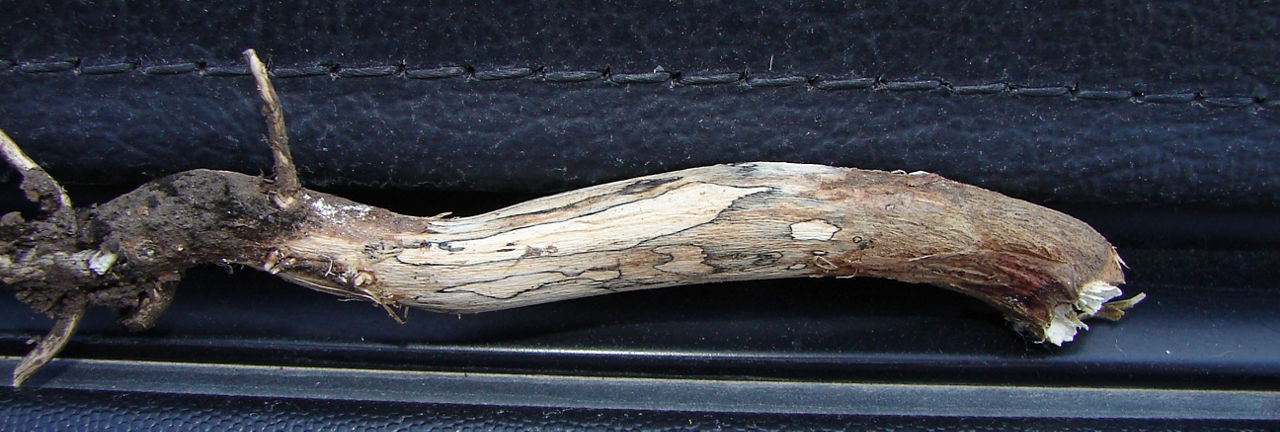 Diaporthe Zone Lines - Diaporthe longicolla mycelium on soybean stem.