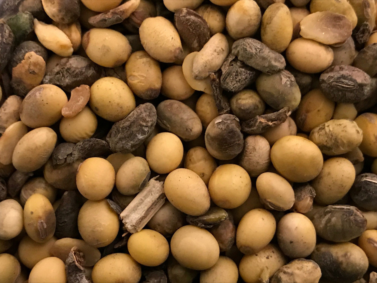 Seed Decay – Mix of Diaporthe longicolla soybean seed decay at various levels.