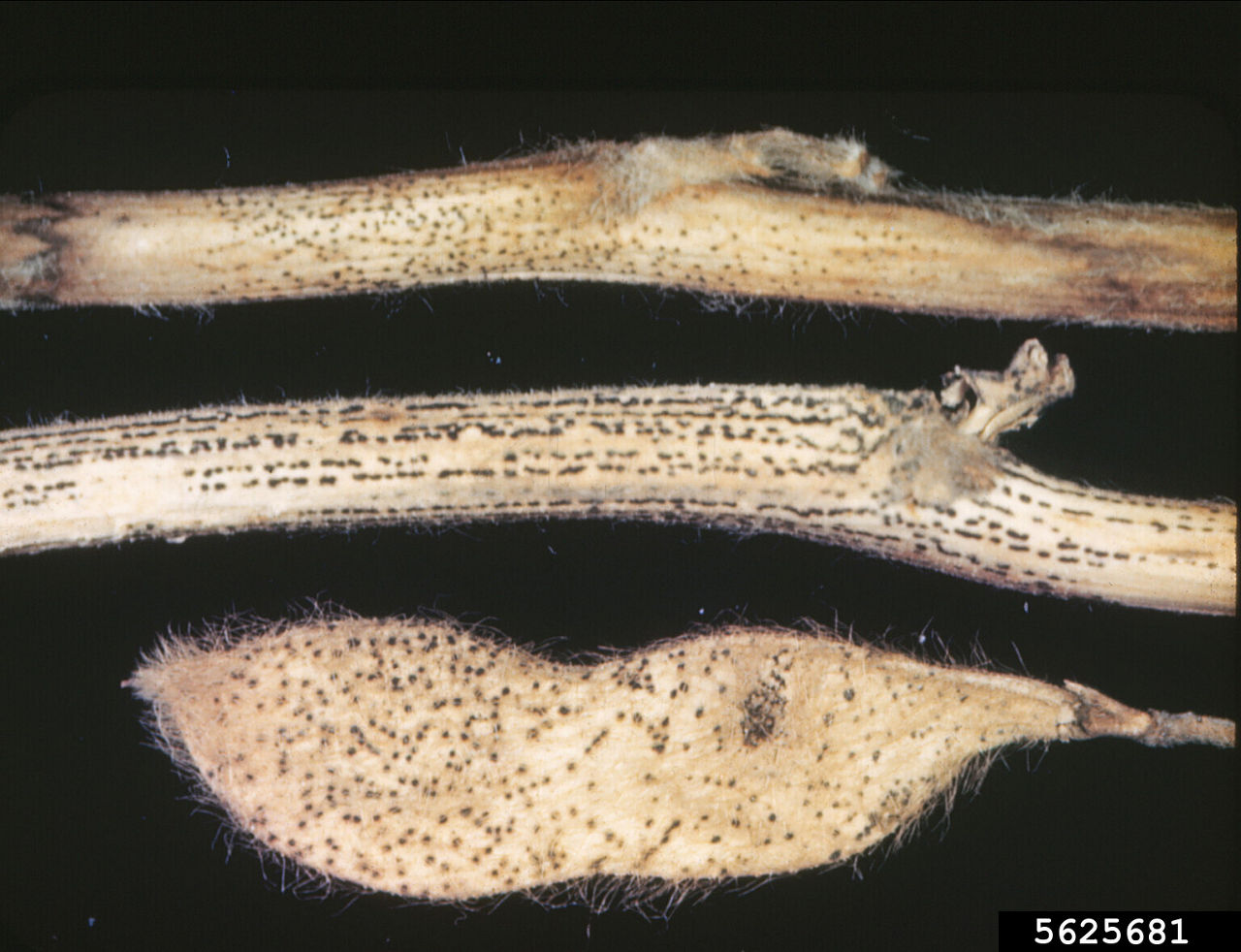 Pod and Stem Blight – Diaporthe sojae on Soybean Stem