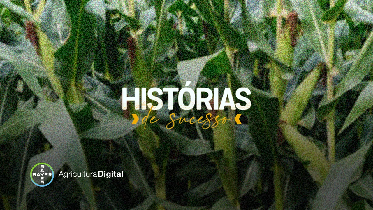 O plantio de híbridos mais tolerantes é uma estratégia eficiente contra os danos causados pela cigarrinha-do-milho