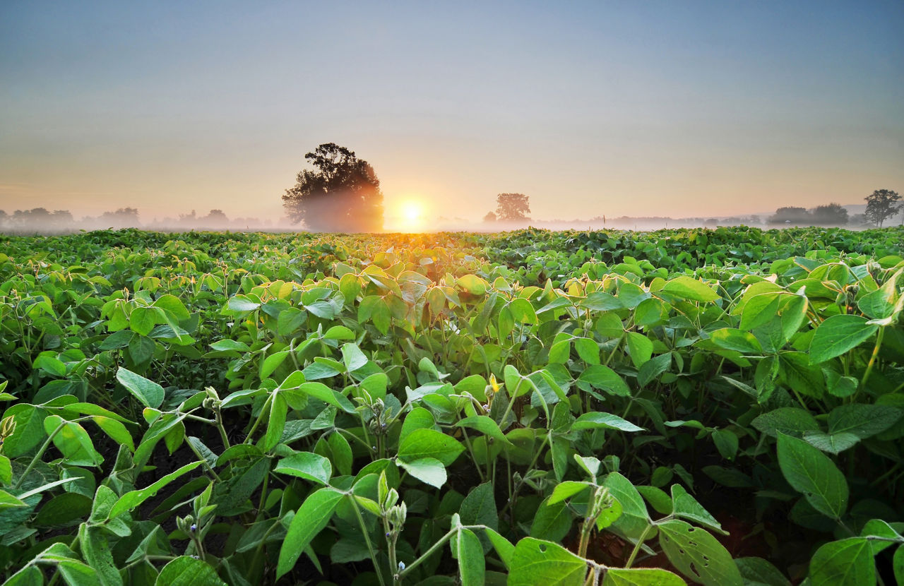 Field of soybean in the early morning