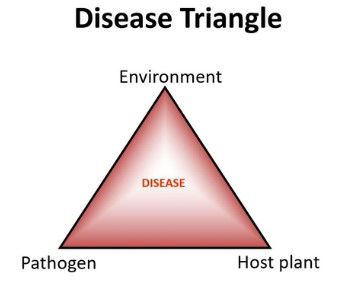 Disease Triangle illustration with the text Environment, Pathogen, and Host plant at the points and the word Disease in the center