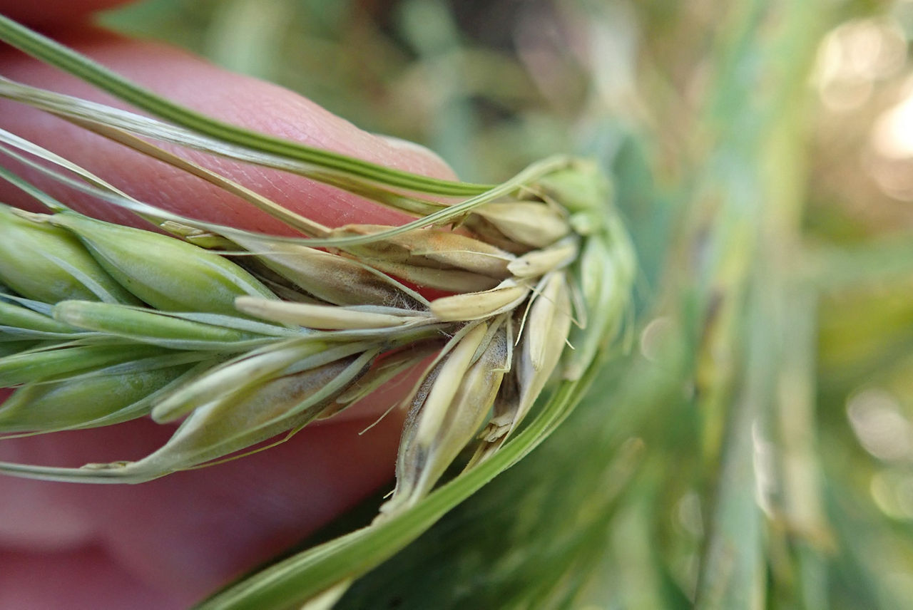 A blade of canola in a person’s hand. The plant is starting to turn yellow and brown in one diseased area. 