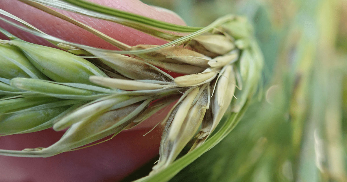 A blade of canola in a person’s hand. The plant is starting to turn yellow and brown in one diseased area. 