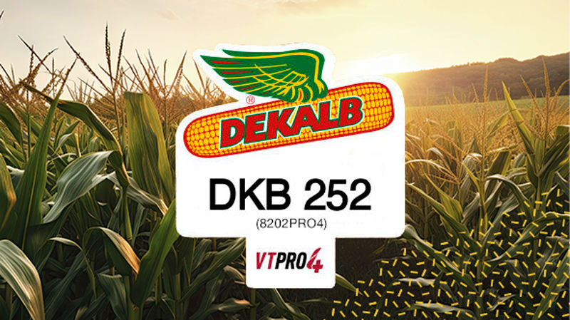 DKB 252 PRO4 (8202PRO4)