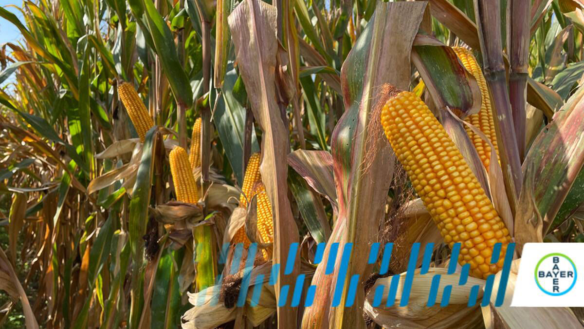 dkc6845