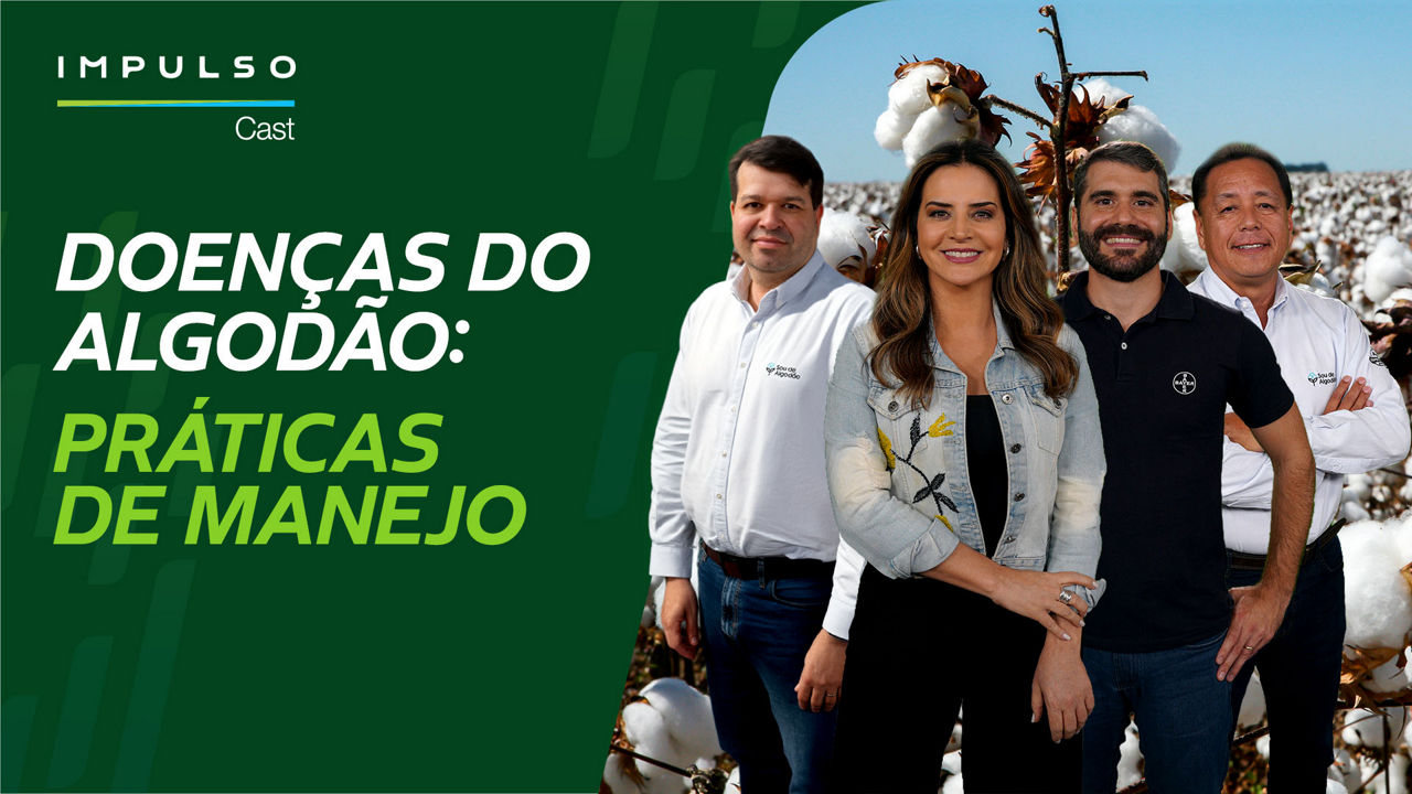 Doenças do algodão: estratégias contra ramulária e mancha-alvo