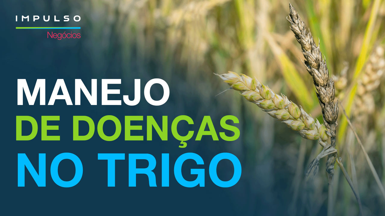 A ferrugem-da-folha é uma das doenças fúngicas que mais compromete as lavouras de trigo, afetando até 60% da produção. 