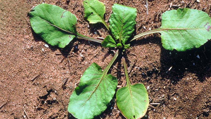Doublegee is a very widespread weed that can grow on a range of soil types