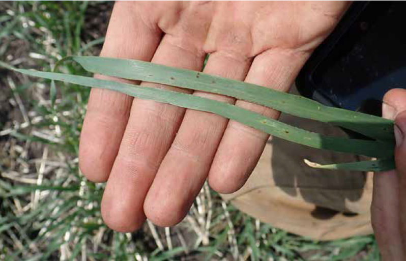  A person holds two blades of wheat in the palm of their hand. The plants are green but have small dots of rust-coloured disease on them. 