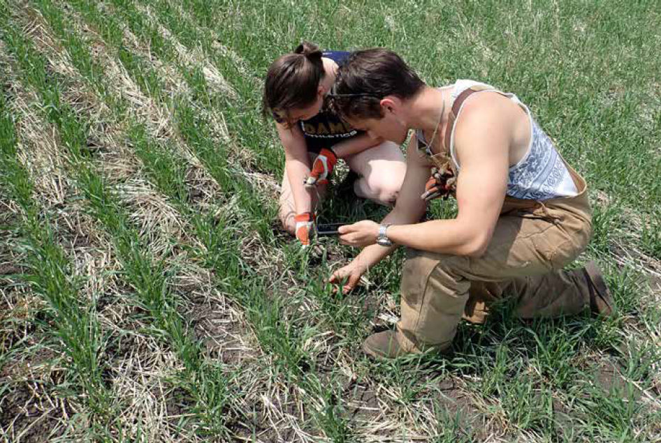 Two people crouch down in a field on a sunny day to inspect the small green plants that are growing in rows.